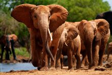De olifanten in Tsavo National Park staan bekend om hun rode kleur