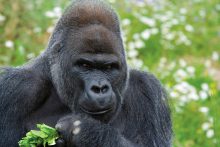 Oeganda is bekend vanwege de zeldzame gorilla's die u met wat geluk kunt bewonderen tijdens een excursie