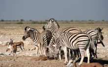 Door het landschap van Etosha Nationaal Park maakt u een goede kans om zebra's te zien