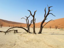 Het landschap van Deadvlei wordt door velen gezien als de mooiste van Namibië