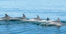 Het hele jaar door zijn er dolfijnen in Walvis Bay te zien