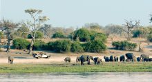 In Chobe National Park heeft u grote kans om vele kuddes olifanten te spotten tijdens een game-drive