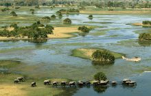 Vanuit een vliegtuigje heeft u een prachtig uitzicht op de Okavango Delta en spot u vele dieren