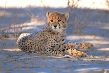 Het leefgebied van de cheeta is in de open savannen van Afrika en Iran