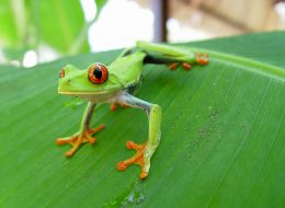 Costa Rica & Nicaragua