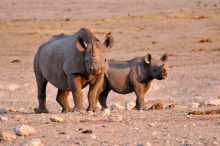 Met wat geluk spot u tijdens een game-drive in een nationaal park een neushoorn met haar jong