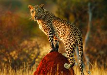 De nieuwsgierige luipaard staat vaak op de uitkijk en houdt de omgeving goed in de gaten