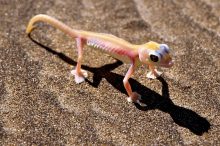 De woestijngekko leeft alleen in de Namibwoestijn