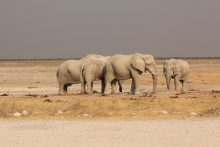 Etosha