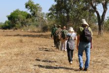 Tijdens uw rondreis in Zambia kunt u een wandelsafari maken om op zoek te gaan naar wildleven