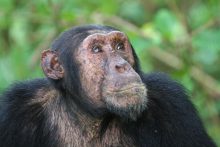 Naast de berggorilla's, leven er ook chimpansees in Oeganda