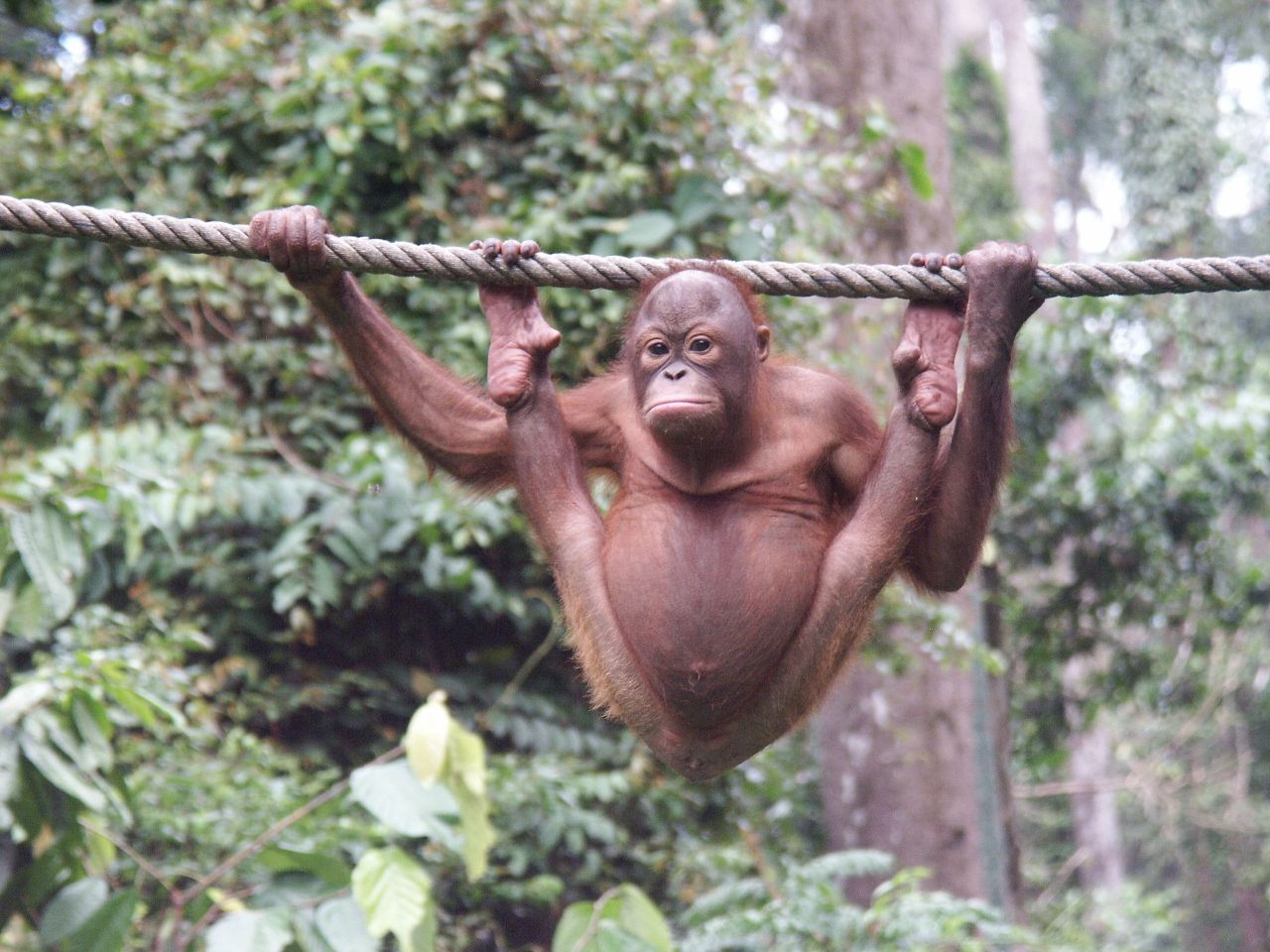 Verrassend Maleisië en Borneo