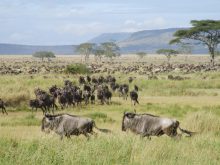De Grote Trek in Serengeti National park is een indrukwekkend fenomeen waarbij dieren in grote groepen te zien zijn