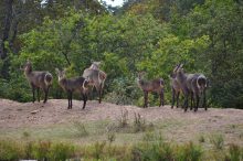 Tijdens uw rondreis door Tanzania kunt u vele dieren spotten tijdens een safari in Selous Game Reserve