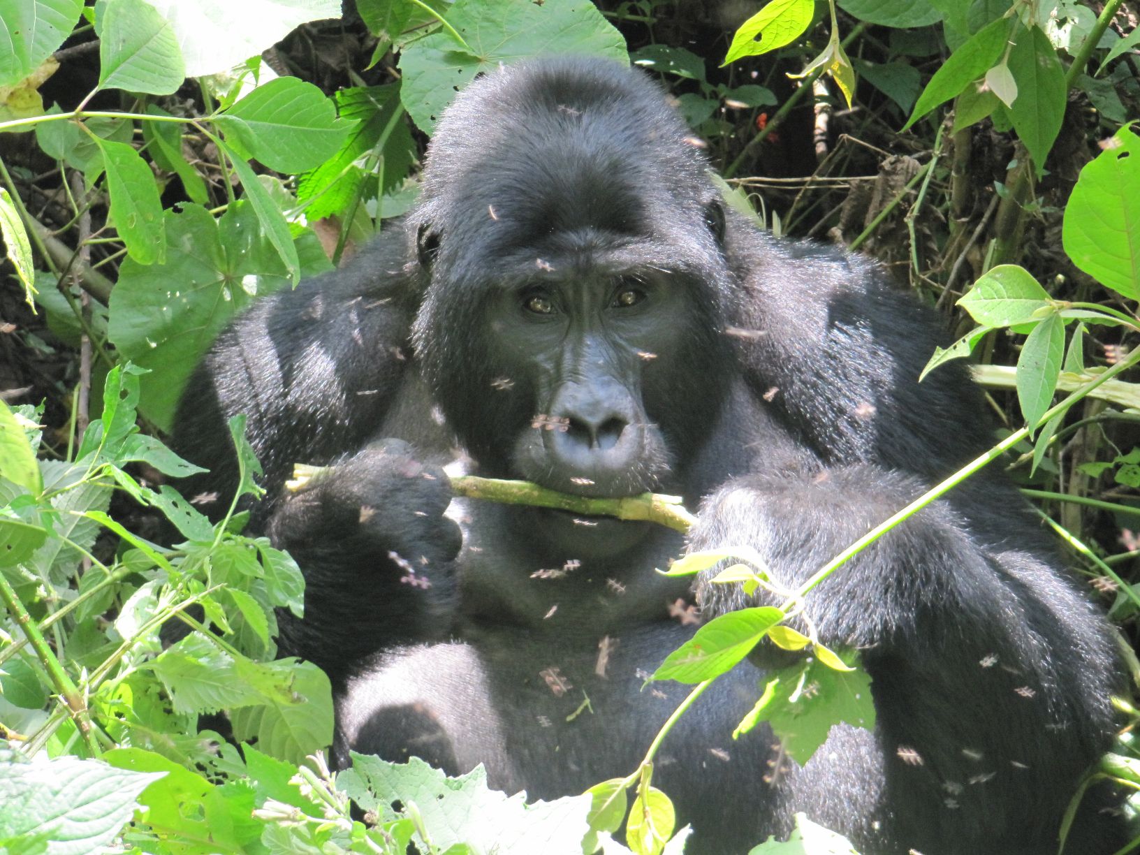 Gorilla trekking in Oeganda