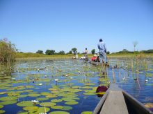 In een traditionele mokoro kunt u door de Okavango Delta varen