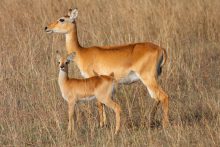 De kob is een antilope soort en leeft onder andere in de nationale parken Murchison Falls en Queen Elizabeth in Oeganda