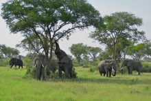 In het Queen Elizabeth National Park heeft u een goede kans om tijdens een game-drive olifanten te spotten