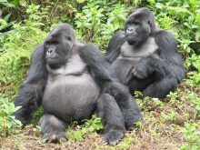 In Oeganda kunt u tijdens een excursie op zoek gaan naar de de zeldzame gorilla's