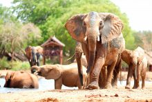 De olifantenkuddes in Tsavo East National Park zijn bekend vanwege hun rode kleur