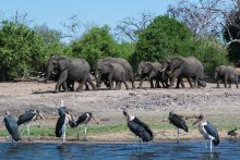 In Chobe National Park vind u vooral dieren bij de rivier die hier komen drinken