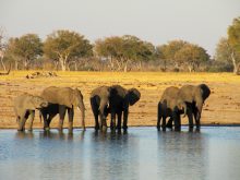 Bij het water in Hwange Nationaal Park heeft u grote kans om olifanten te zien