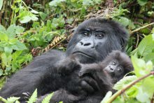 In Rwanda kunt u tijdens een gorilla trekking op zoek gaan naar de zeldzame primaten