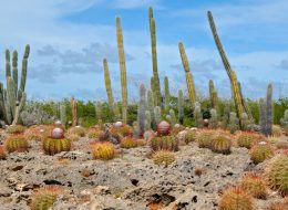 Bonaire