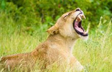 Botswana is het leefgebied van vele wilde diersoorten, waaronder de leeuw