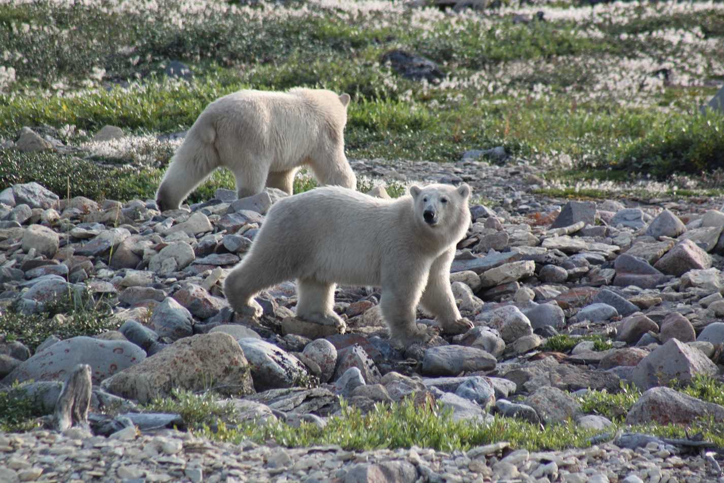 IJsberen spotten in Canada