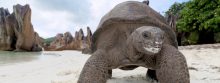 Op de Seychellen leven de reuzenschildpadden
