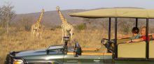 Terwijl u met een open jeep door de savanne rijdt, maakt u kans op giraffen en ander wildleven te zien