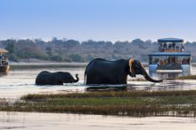 Tijdens een bootsafari kun je de olifanten door de Chobe rivier zien waden
