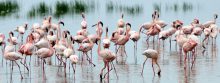In Kenia is het ook mogelijk om de prachtige roze flamingo's te spotten