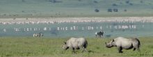De Ngorongoro krater is het leefgebied van vele dieren zoals de neushoorns en de flamingo's