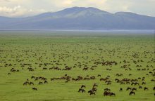 De Grote Trek in Serengeti National Park is het moment om vele gnoes bij elkaar te zien