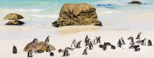 Boulders Beach wordt vooral bezocht om de schattige zwart-witte pinguïns te bekijken