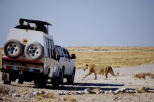 Met wat geluk ziet u tijdens een game-drive een leeuwin met haar welpen