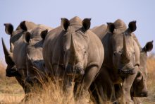 Er zijn vijf soorten neushoorns, waarvan de witte en de zwarte in Afrika leven