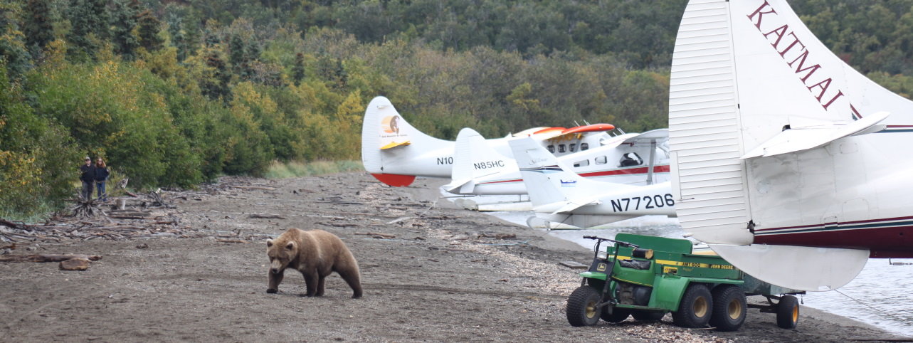 Beren kijken in Katmai National Park