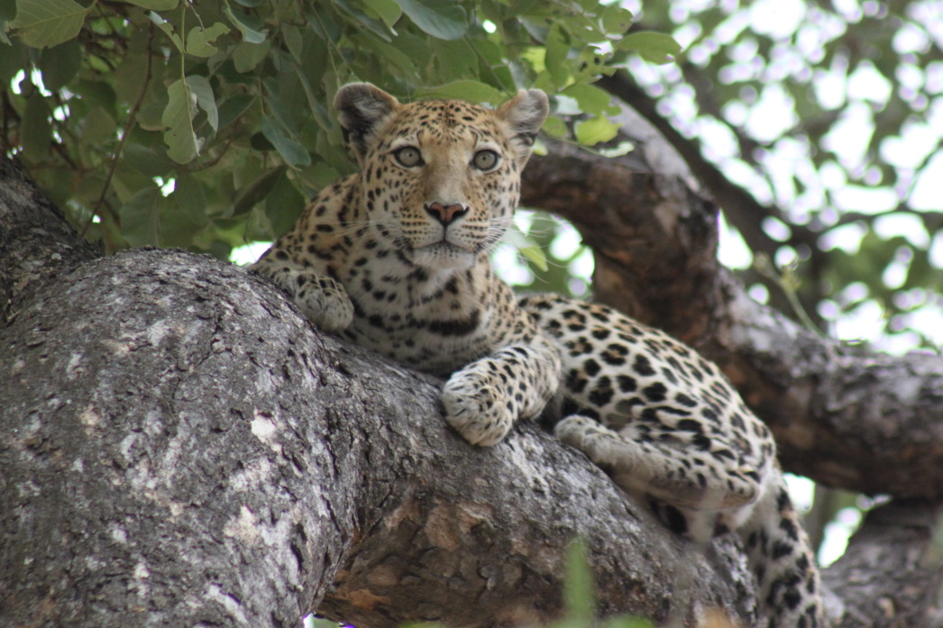 Botswana Safari in Style