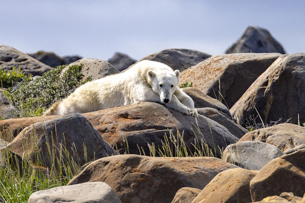 Beren, walvissen, ijsberen en beluga’s!